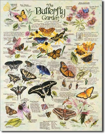 Butterfly Garden / Motýlí zahrada 
