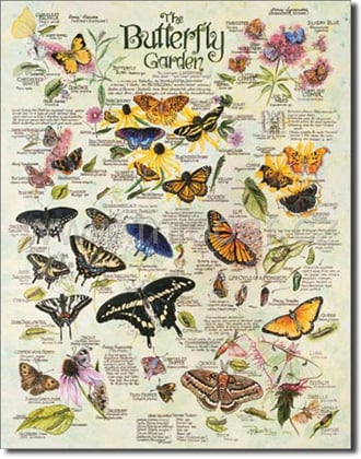 Butterfly Garden / Motýlí zahrada 